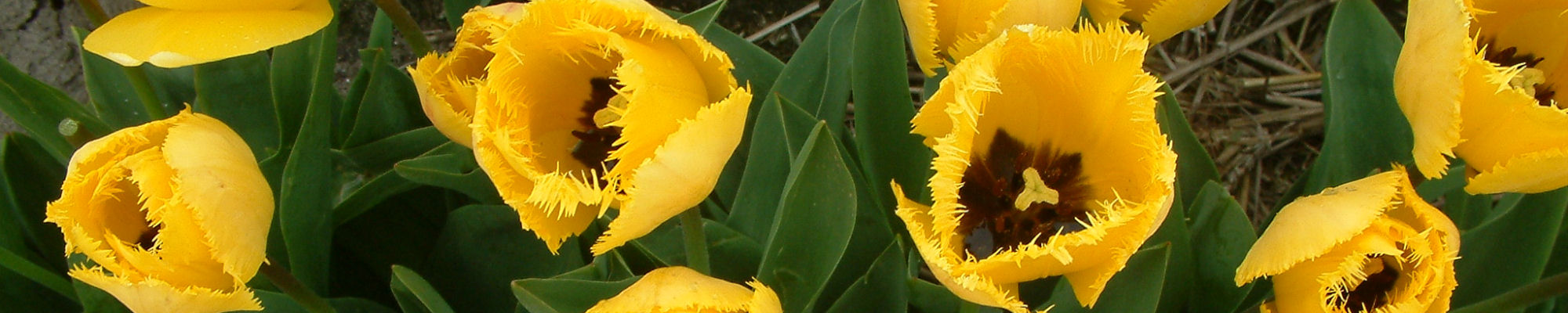 images/slides/keukenhof-spring-flowers.jpg