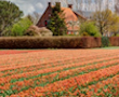 Keukenhof flower garden bike tour 