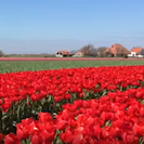 Tulip Cycling Video